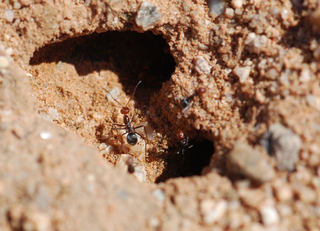 Honey Pot Ants Wild About Ants 